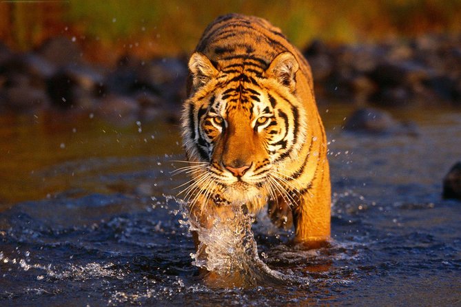 enchanting temple and wildlife tour