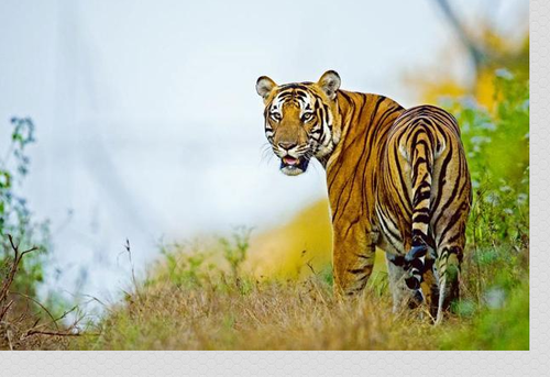 wildlife tour