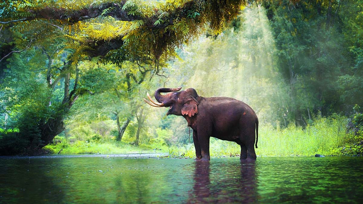 india wildlife tour