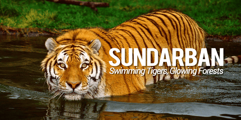 sunderban wilderness tour