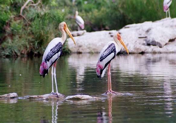 wildlife tour of south india